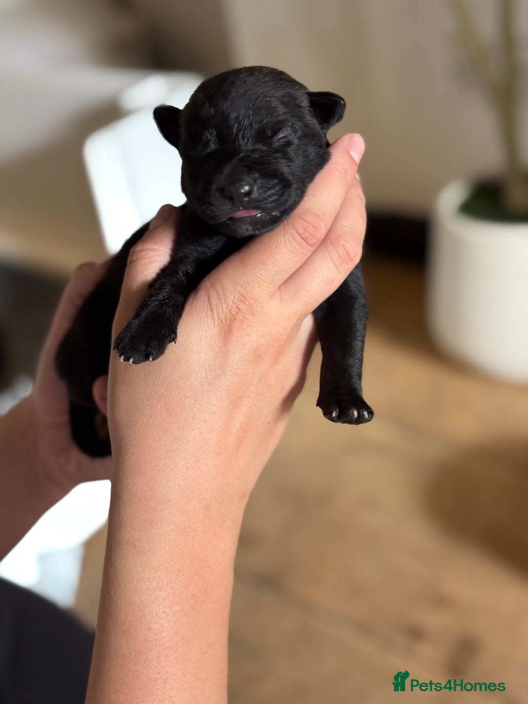 Mixed Breed dogs for sale: Dutch/Belgian malinois   - Image 7