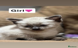 Mixed Breed cats for sale: Kittens for sale  - Advert 16