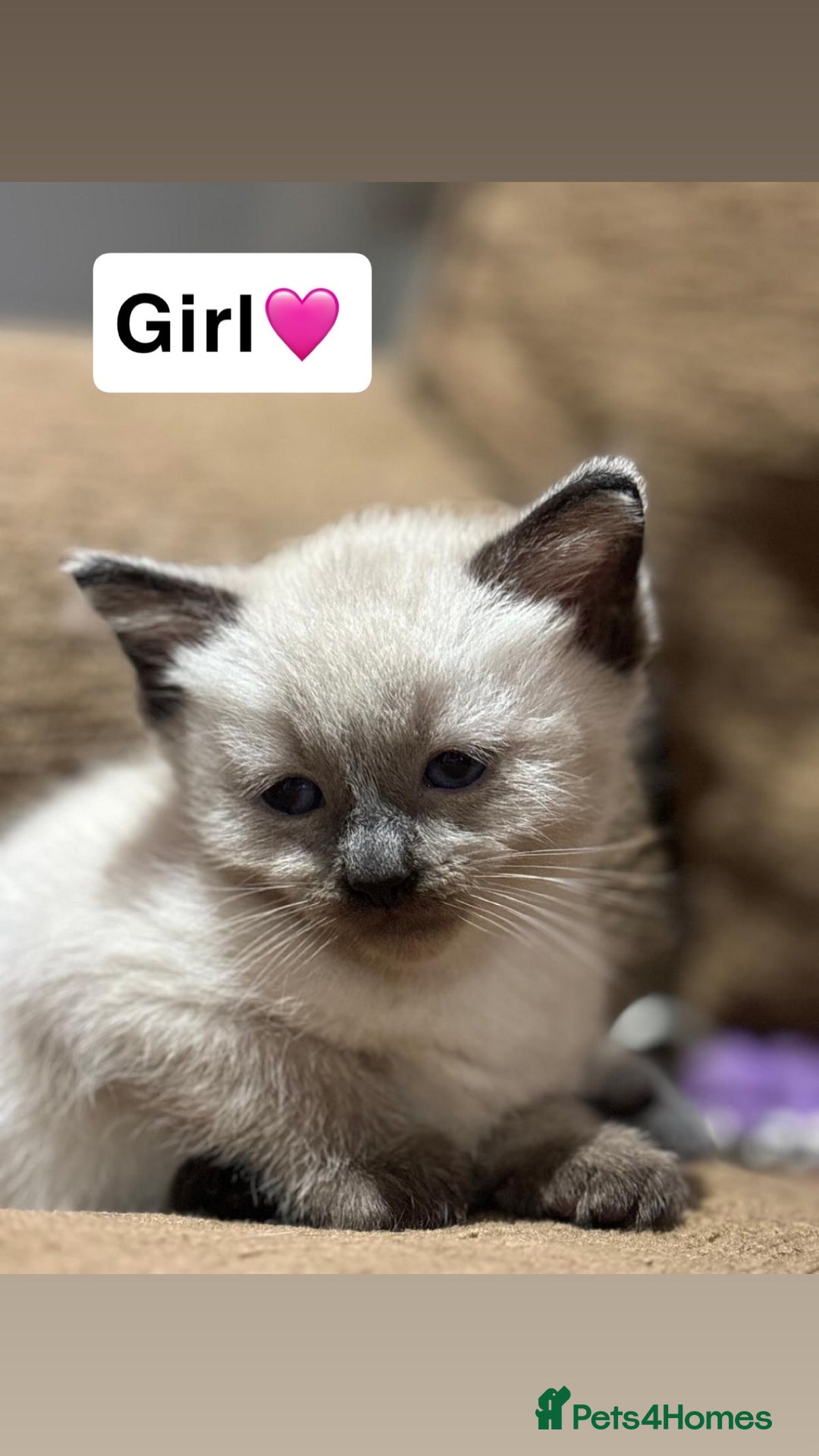 Mixed Breed cats for sale: Kittens for sale  - Advert 16