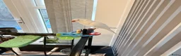 Ringnecks birds for sale: Indian ringnecks parrot for sale  - Advert 5