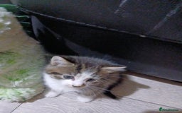 Mixed Breed cats for sale: Beautiful hand reared kittens  - Image 12