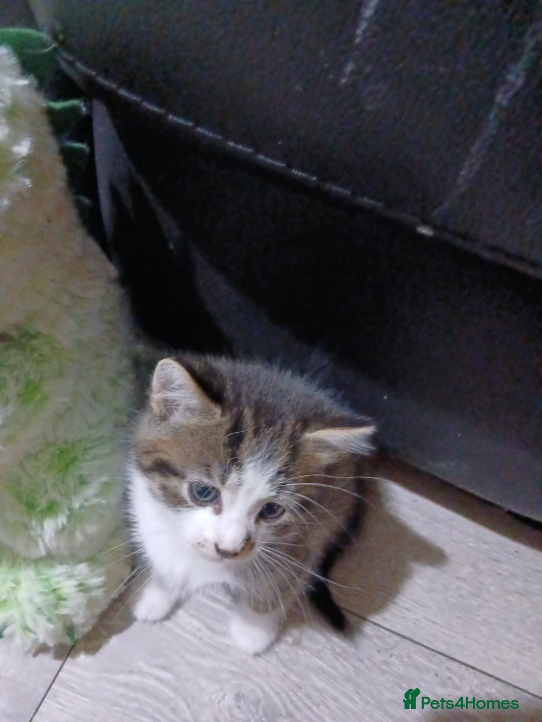 Mixed Breed cats for sale: Beautiful hand reared kittens  - Image 12