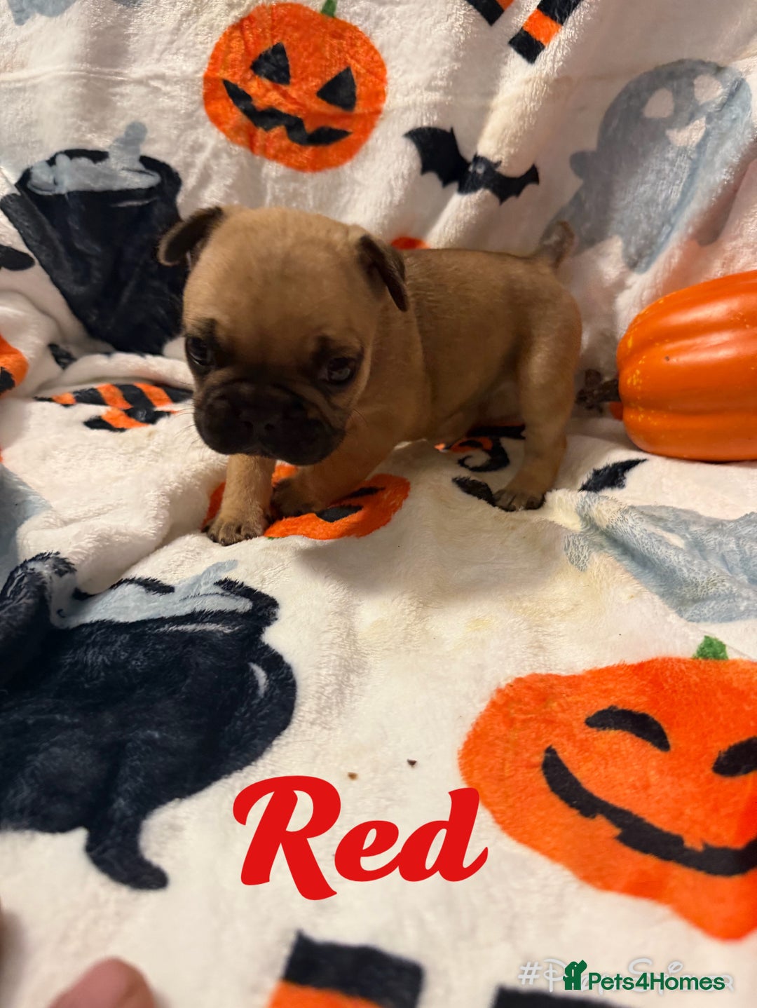 French Bulldog dogs for sale: 7 beautiful French bulldog  - Image 5