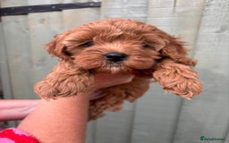 Cockapoo dogs for sale: ❤️ Tiny Deep Red Miniature F1b Cockapoo Pup's  - Image 35
