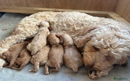 Cockapoo dogs for sale: Cockapoo Puppies  - Image 9