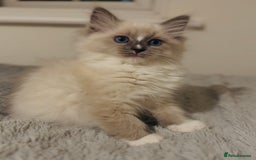 Ragdoll cats for sale: 💙🐾Tica full Pedigree🐾EU Ragdoll 🐱🐾DNA Clear - Image 25