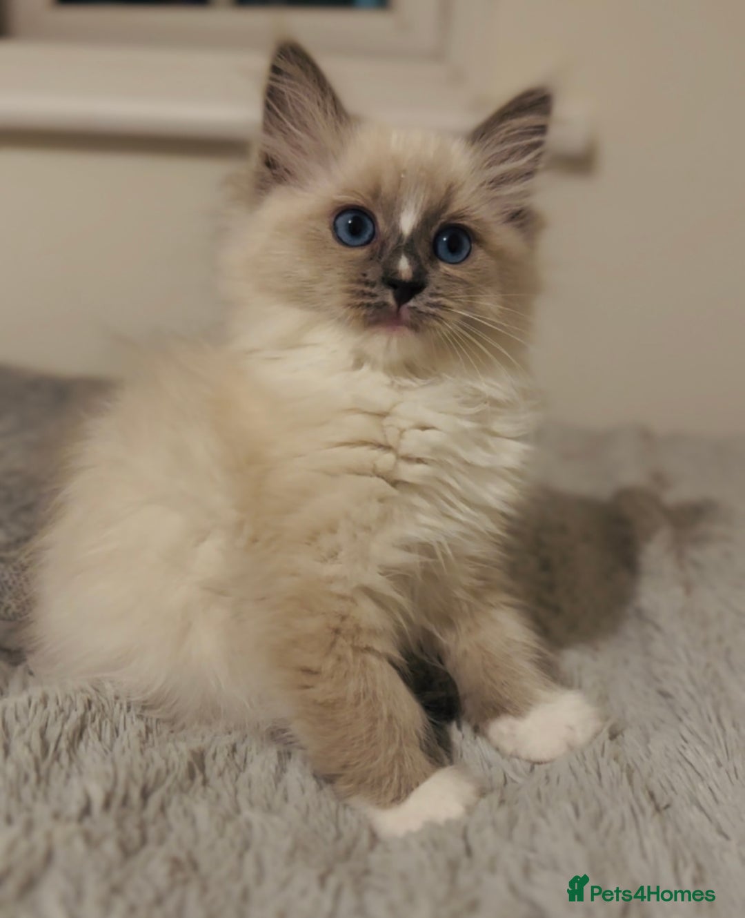 Ragdoll cats for sale: 💙🐾Tica full Pedigree🐾EU Ragdoll 🐱🐾DNA Clear - Image 25