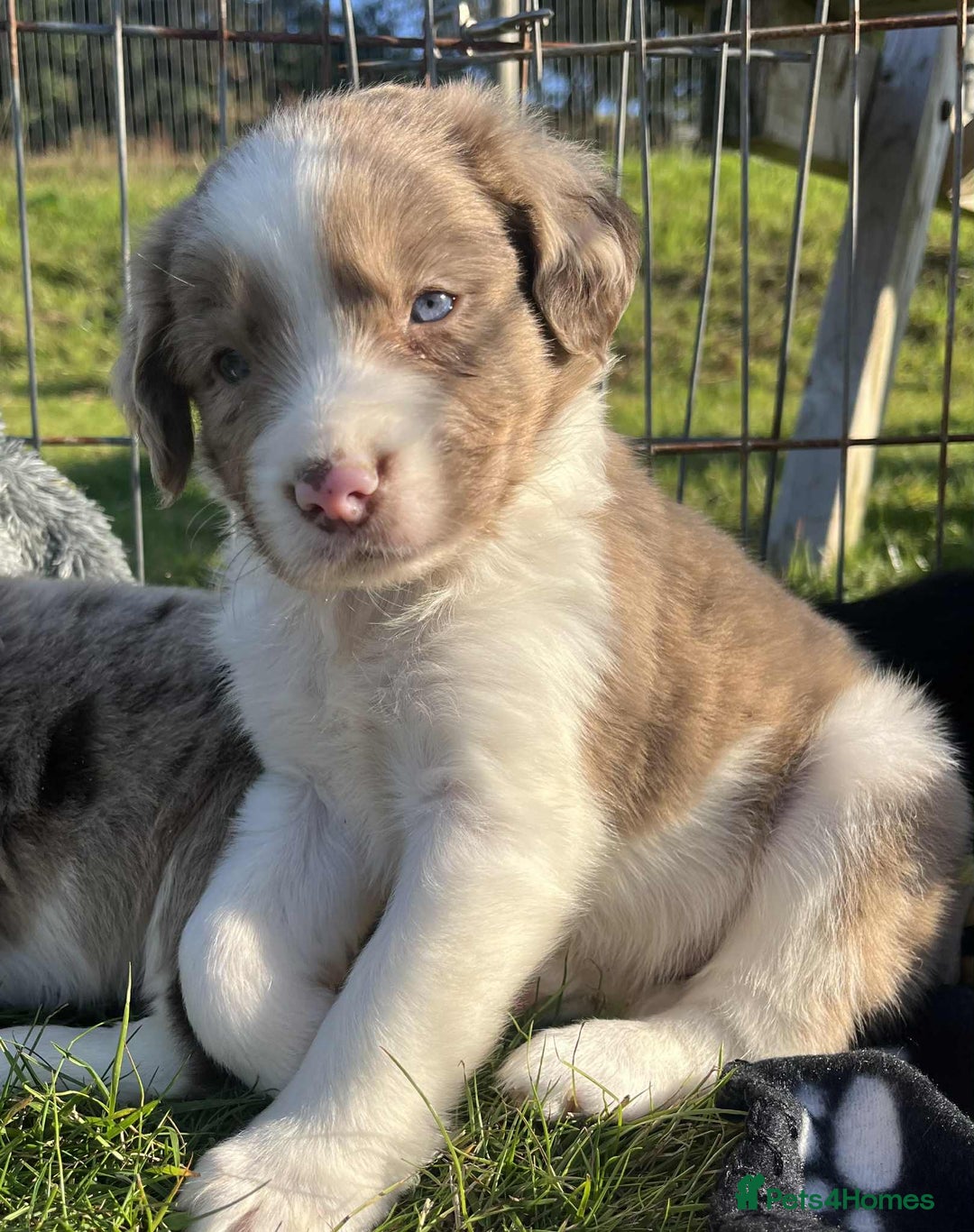Sprollie dogs for sale: Beautiful Unique Sprollie Puppies - Image 8