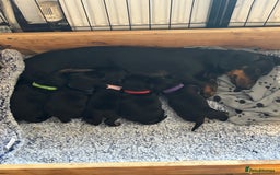 Mixed Breed dogs for sale: Jack Russell x Dachshund - Image 15
