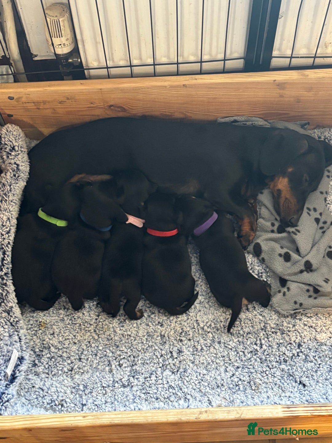 Mixed Breed dogs for sale: Jack Russell x Dachshund - Image 15