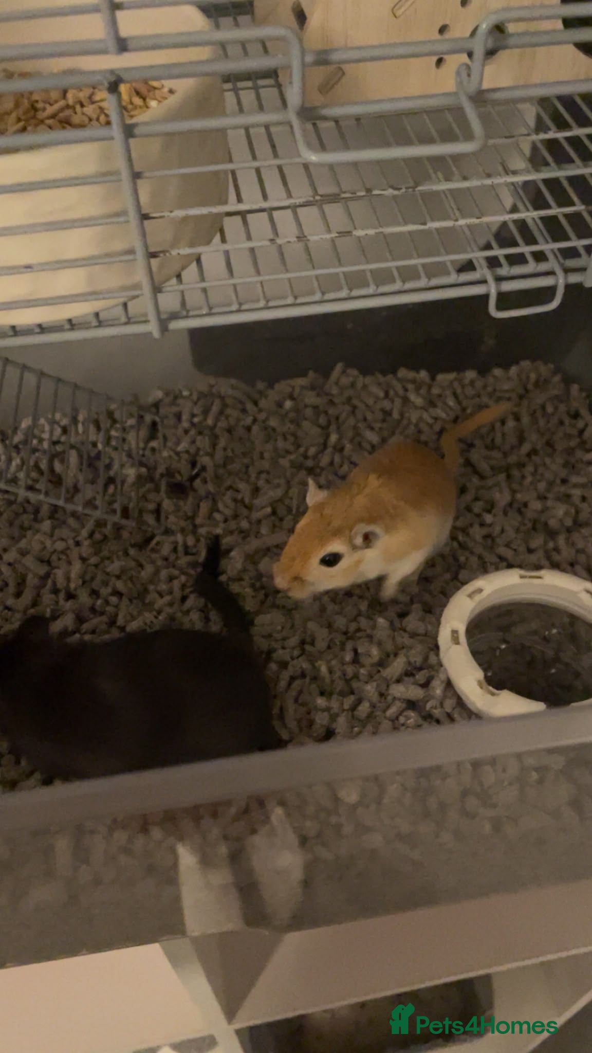 Gerbil rodents Pair of male gerbils  - Advert 1