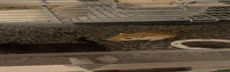 Gerbil rodents for sale: Pair of male gerbils  in Pevensey - Advert 1