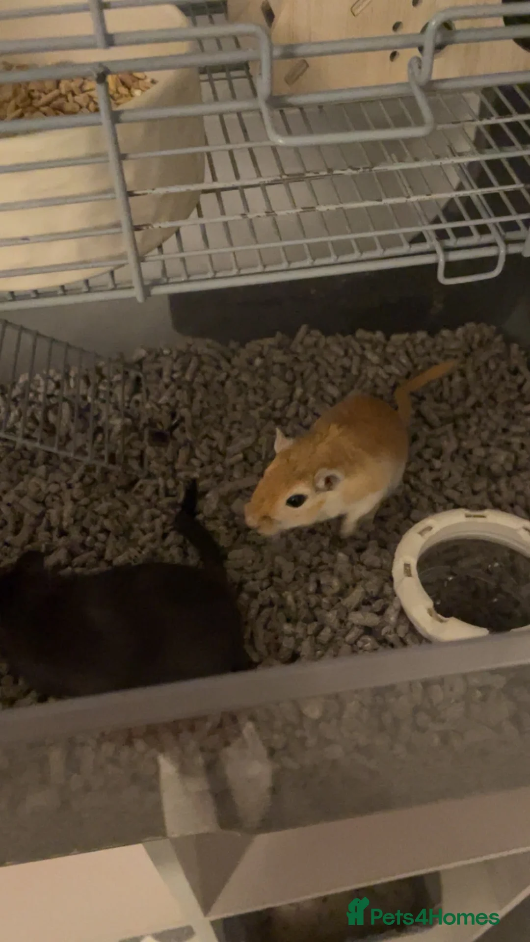 Gerbil rodents for sale: Pair of male gerbils  in Pevensey - Advert 1