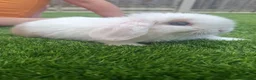 Mini Lop rabbits for sale: Mini lop bunnies  - Advert 1