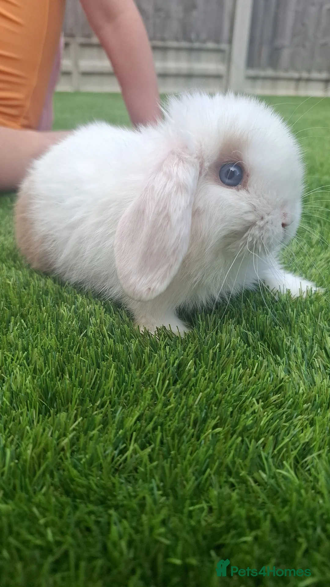 Mini Lop rabbits for sale: Mini lop bunnies  - Advert 1