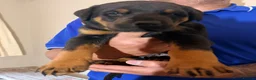 Dobermann dogs for sale: Dobermann puppies available - loving homes wanted  - Advert 14