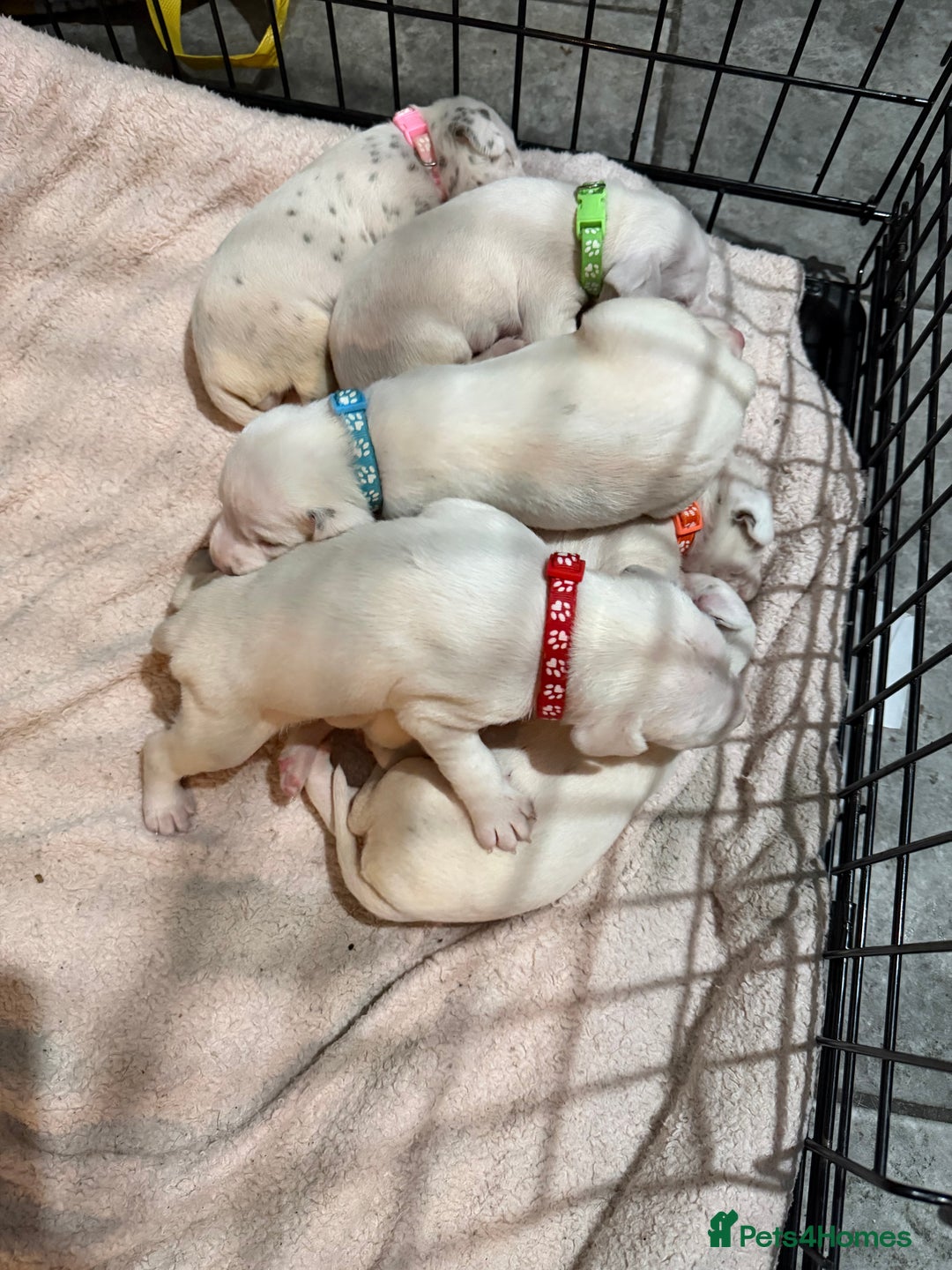 Dalmatian dogs for sale: Beautiful Dalmatian Puppies - Advert 17