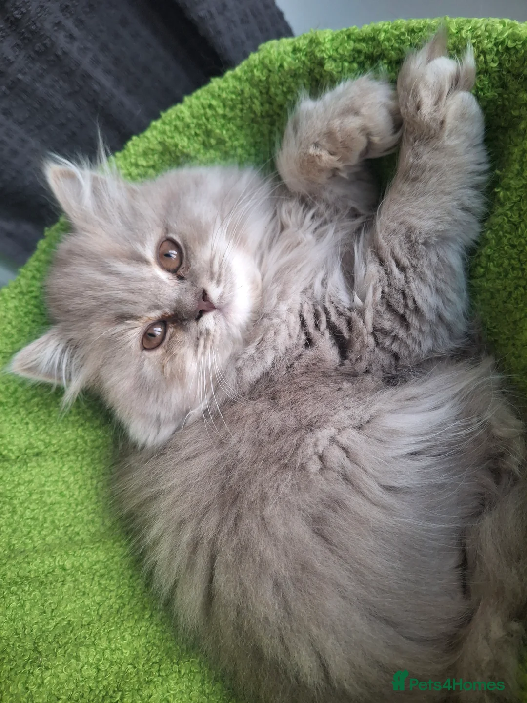 British Longhair cats for sale: Purebred British Long Haired Kitten - Advert 1