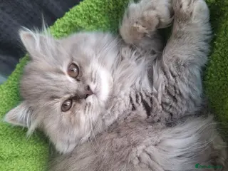 British Longhair cats Purebred British Long Haired Kitten - Advert 1