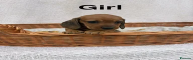 Miniature Dachshund 4