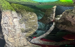 Gecko reptiles for sale: Breeding pair of Leachianus gecko’s with set up - Image 5