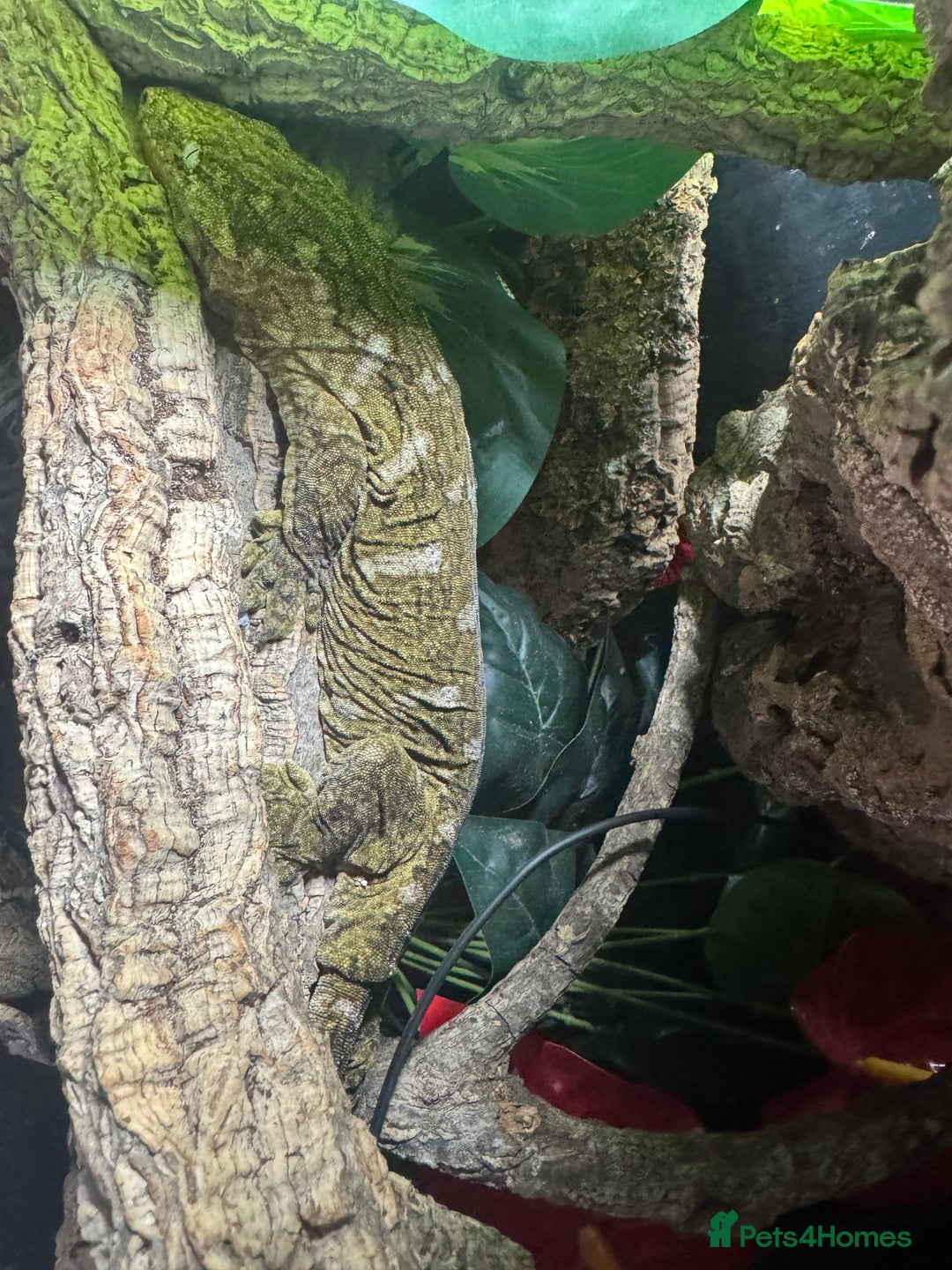 Gecko reptiles for sale: Breeding pair of Leachianus gecko’s with set up - Image 5