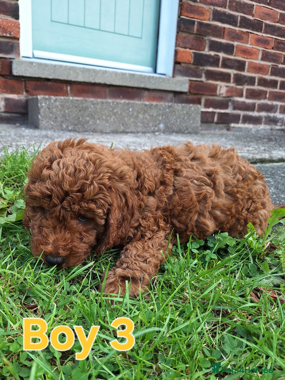 Cockapoo dogs for sale: READY NOW: 2x F1b curly red cockapoo boys - Image 7