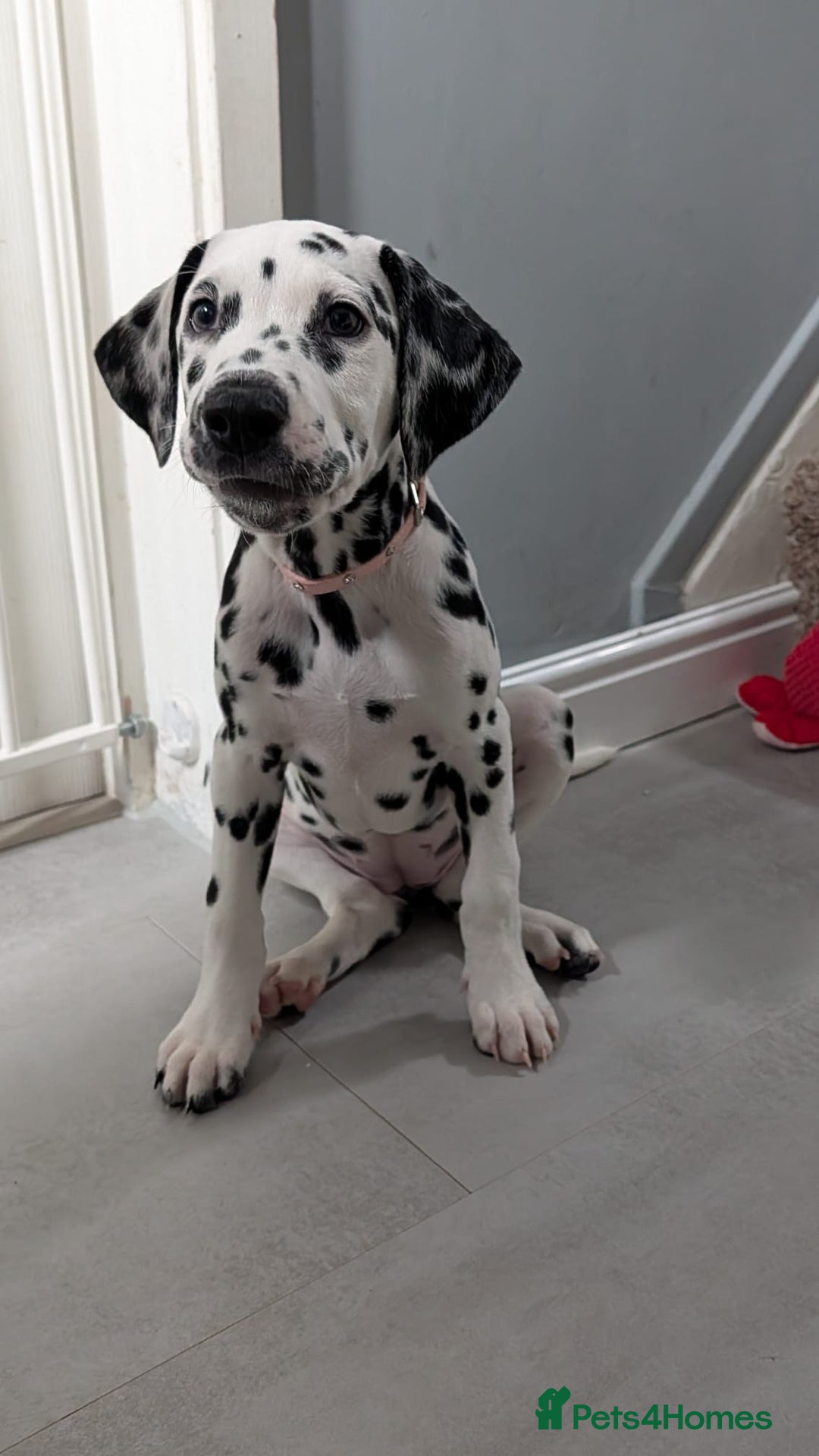 Dalmatian dogs for sale: Dalmatian puppies ready advert fully - Advert 28