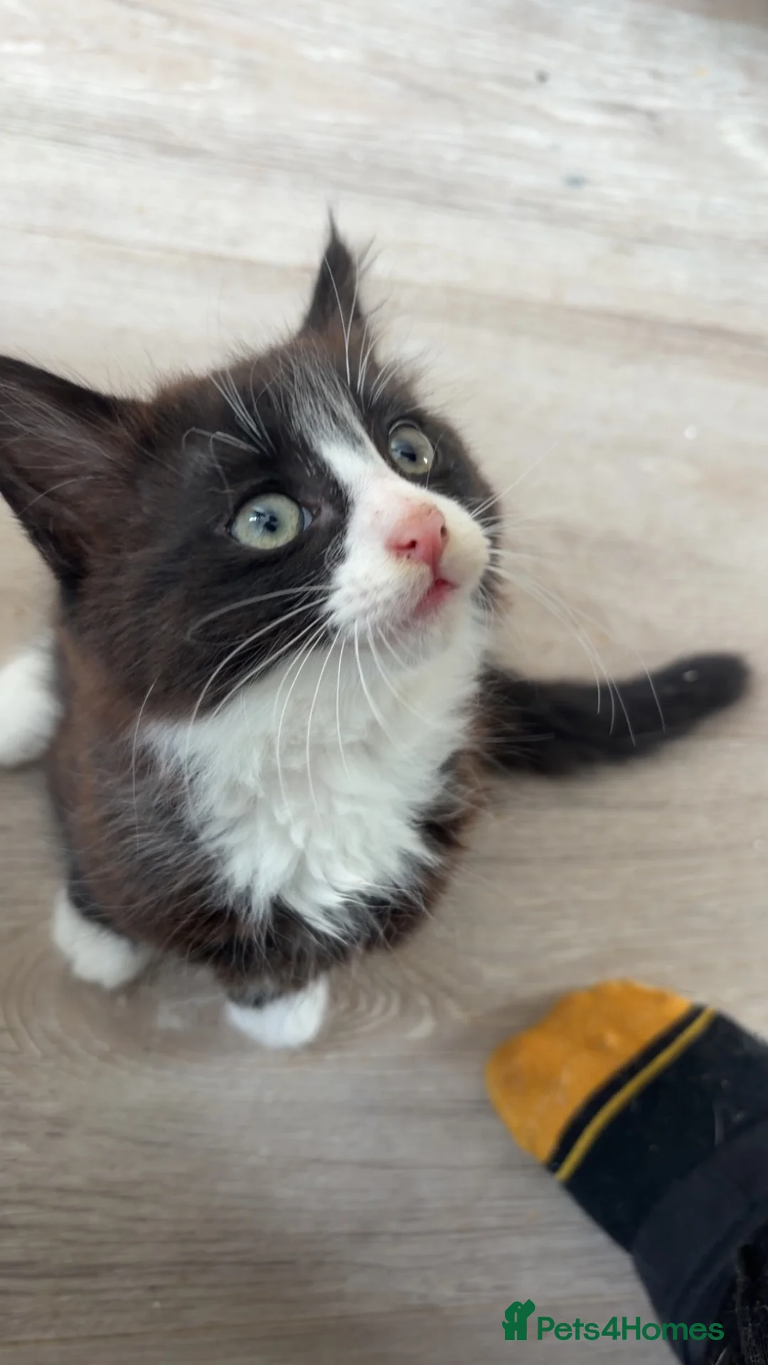 Mixed Breed cats for sale: 2 black and white kittens  in Highbridge - Advert 13