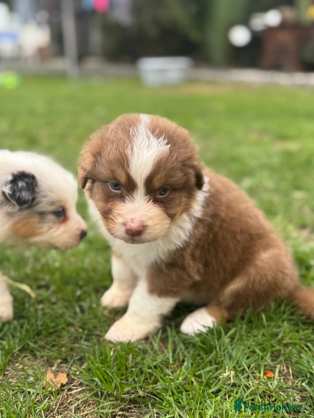 Australian Shepherd dogs for sale: 5 KC registered Australian Shepard puppies - Image 9