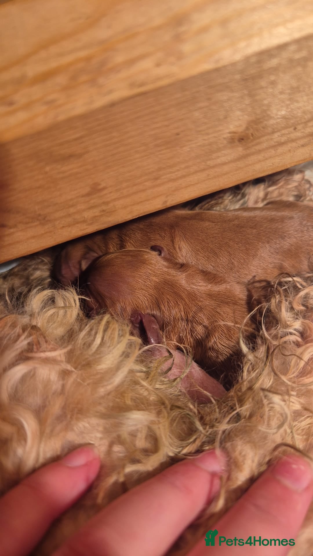 Cavapoo dogs for stud: PROVEN F1 Red Cavapoo stud-DNA Fully health tested - Image 6