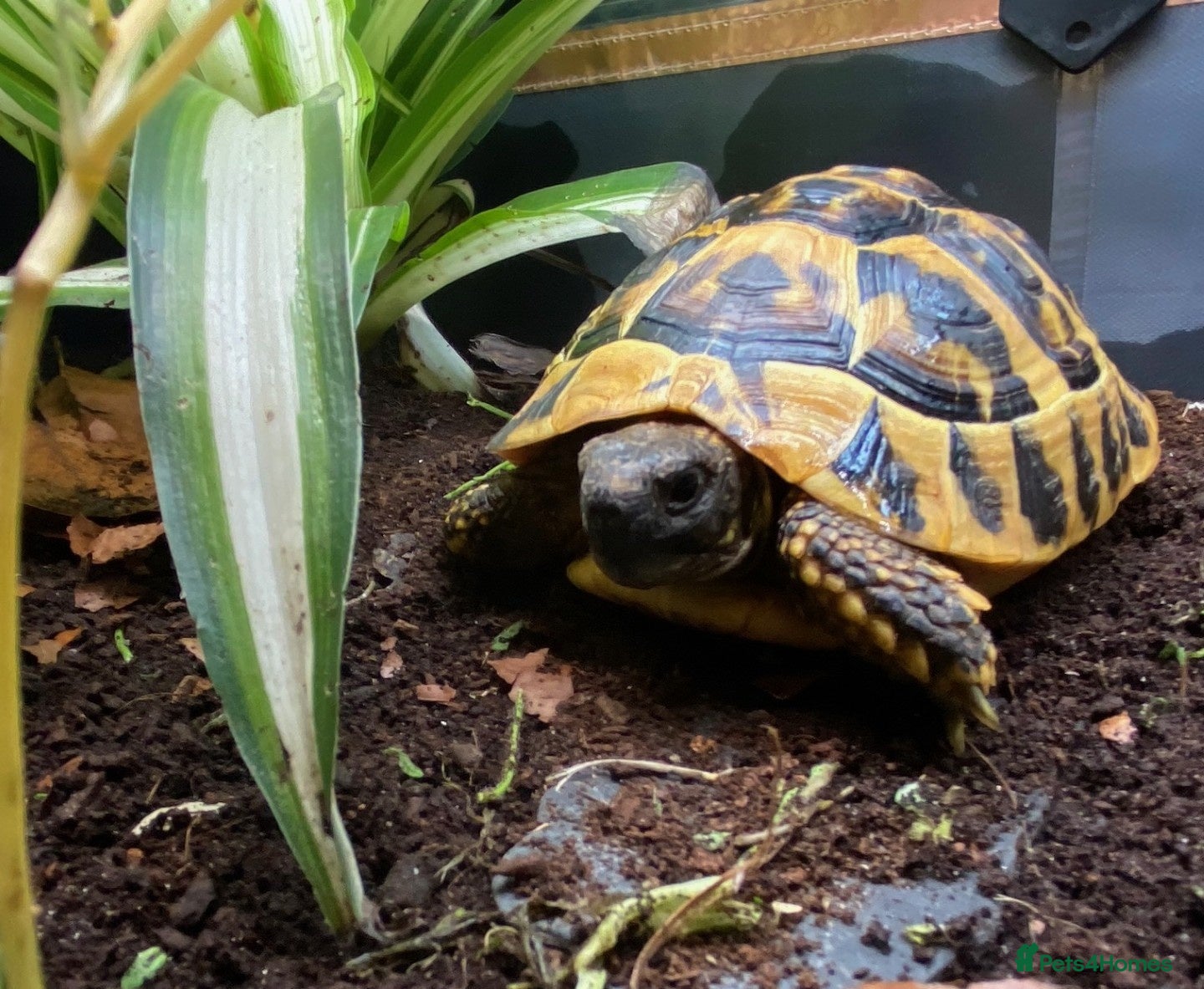Tortoise reptiles Hermanns Tortoise - Testudo Hermanni - Advert 3