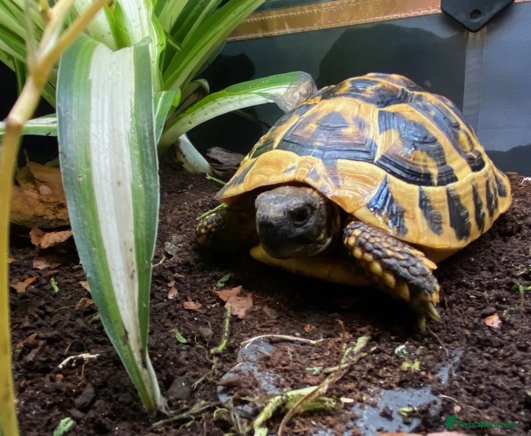 Tortoise reptiles for sale: Hermanns Tortoise - Testudo Hermanni - Advert 1