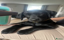 Labrador Retriever dogs for sale: KC Registered Black Labrador Pups 🐾 - Image 39