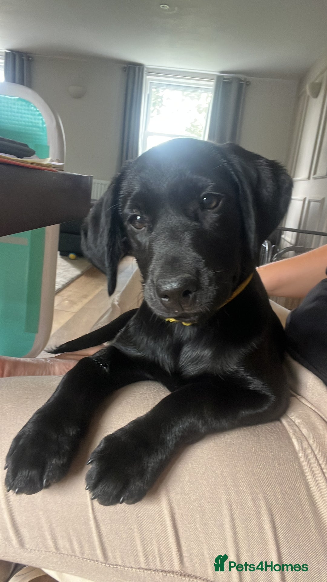 Labrador Retriever dogs for sale: KC Registered Black Labrador Pups 🐾 - Image 39