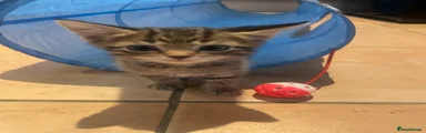 Domestic Shorthair 1