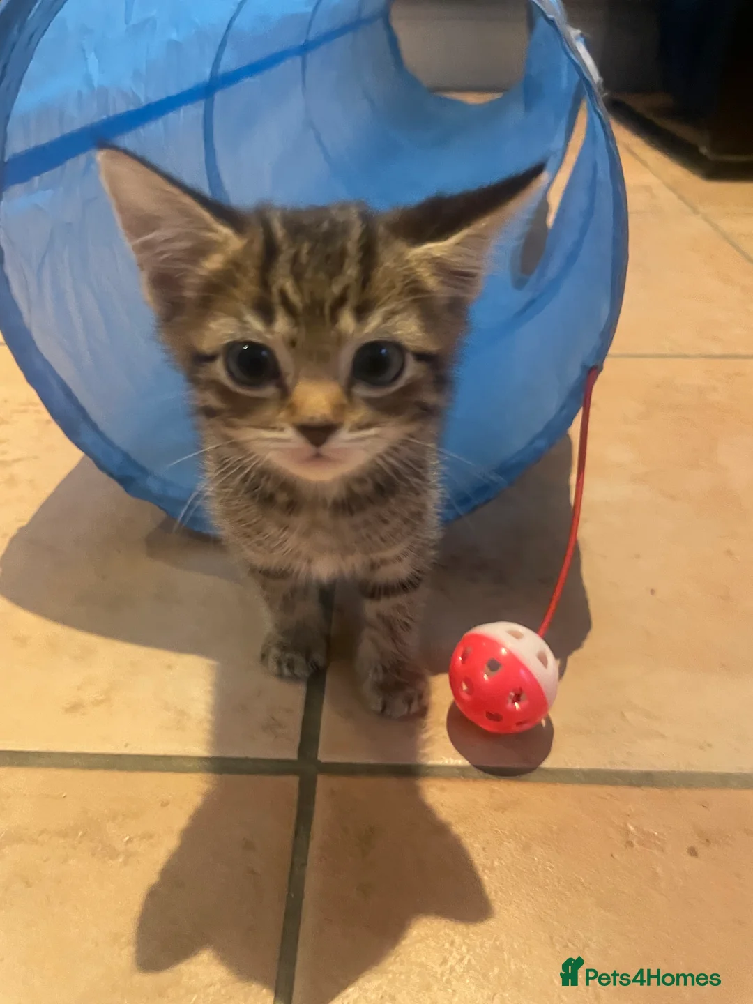 Domestic Shorthair cats for sale: Kitten for sale female  - Advert 2