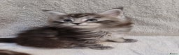 Maine Coon cats for sale: Tica registered Maine coon kittens  - Advert 15