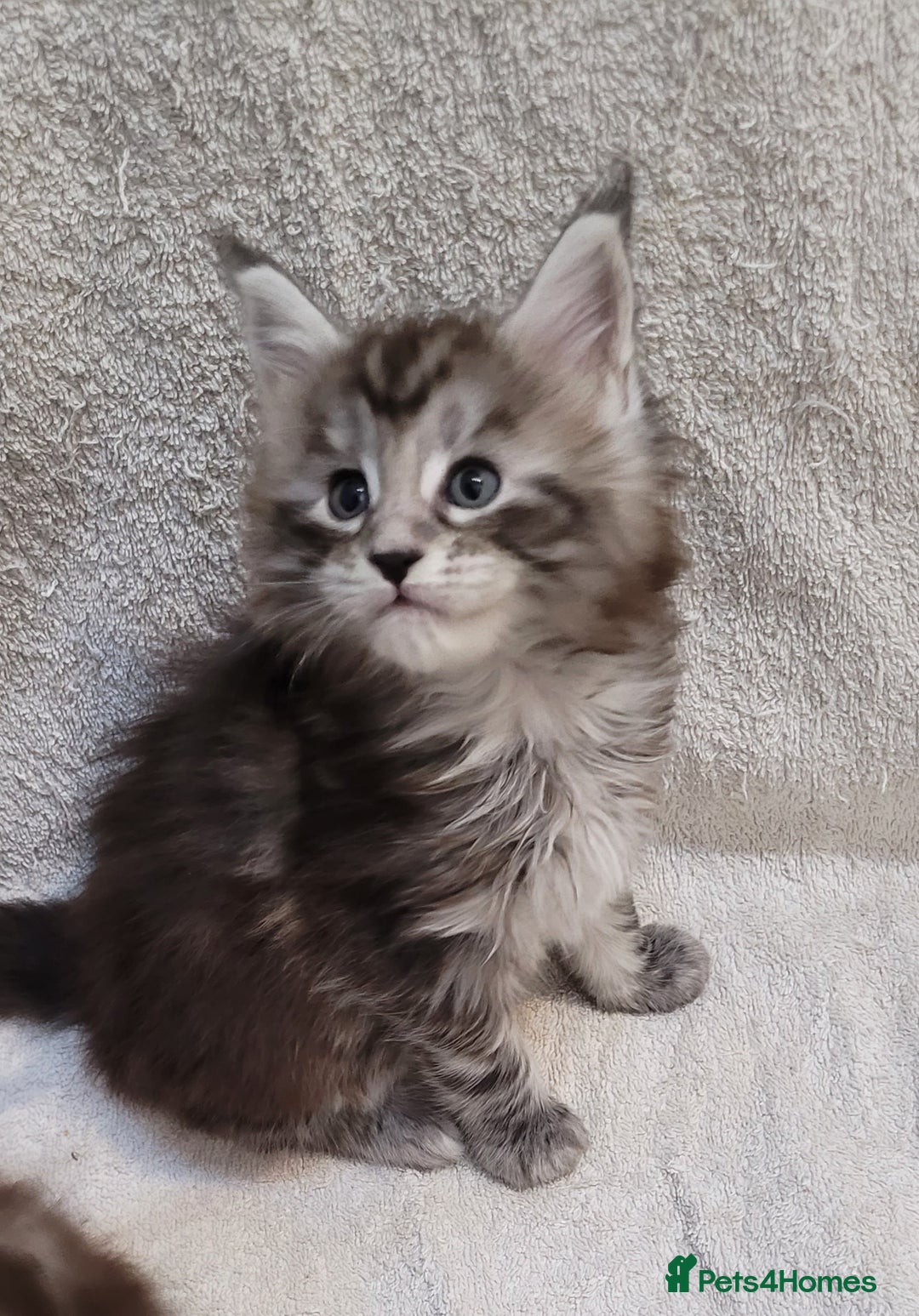 Maine Coon cats for sale: Tica registered Maine coon kittens  - Advert 15