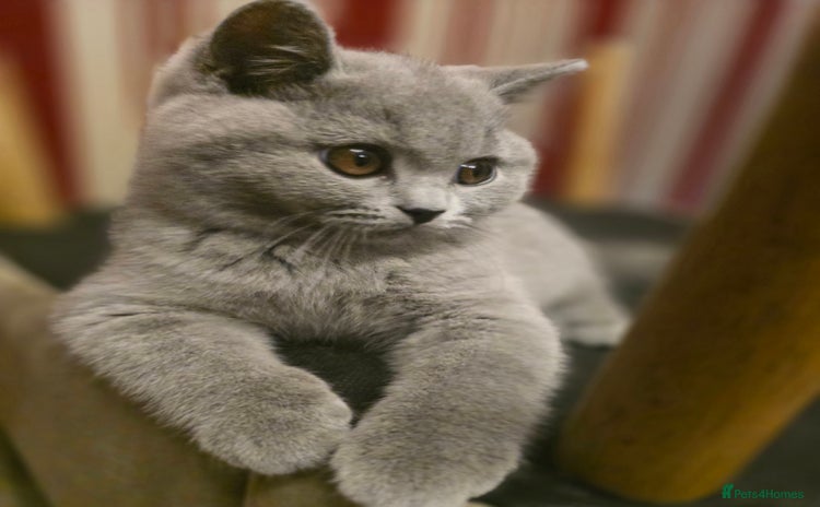 British Shorthair cats - Advert 6