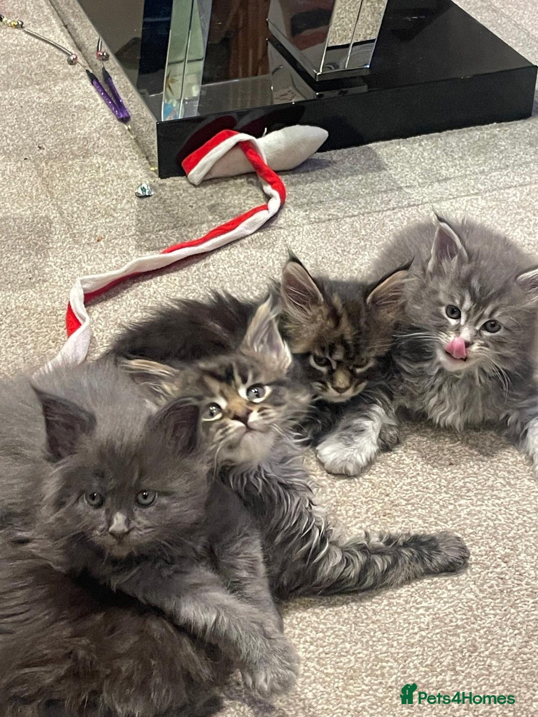 Maine Coon cats for sale: Maine coon kittens  - Advert 12