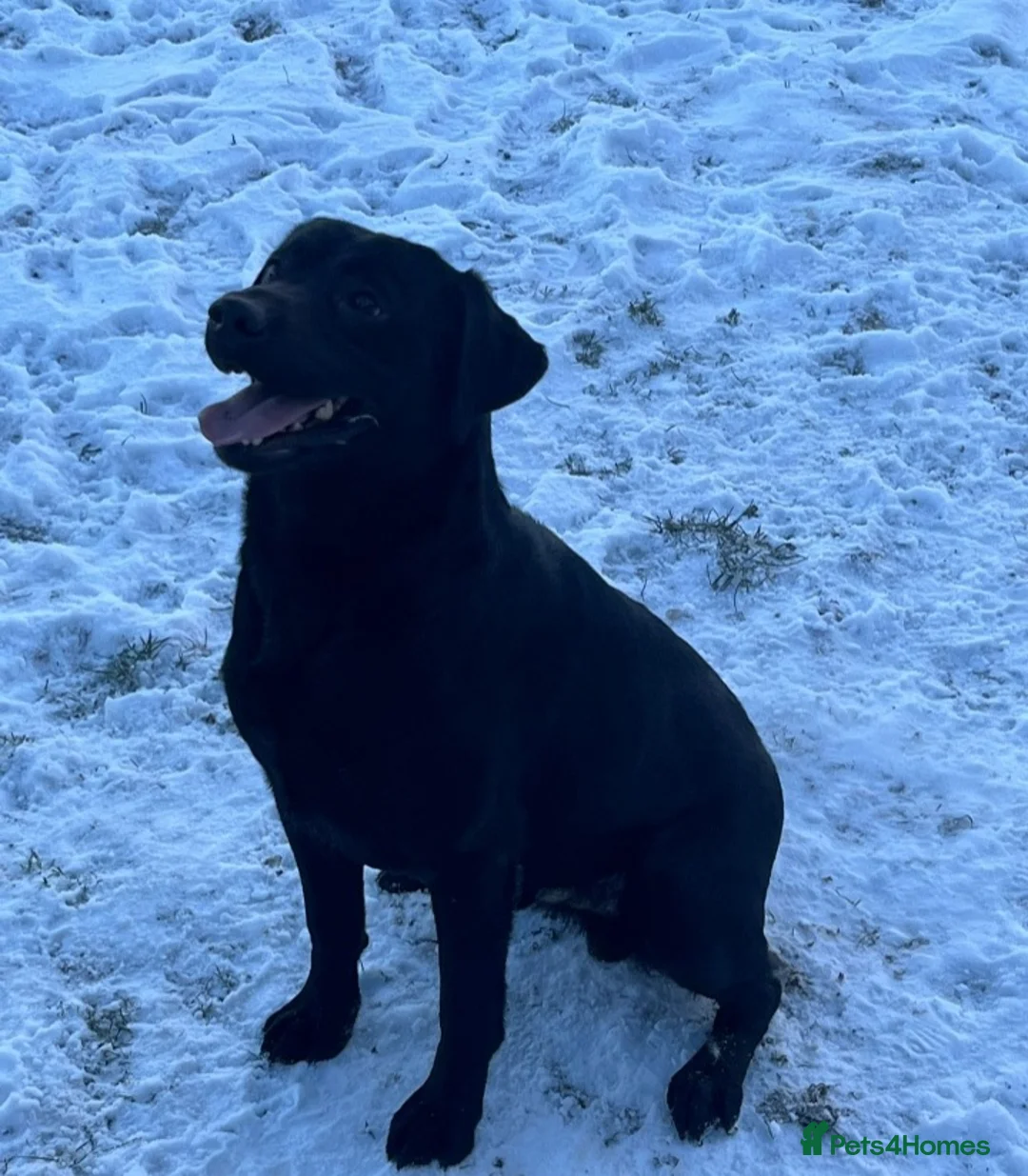 Labrador Retriever dogs for stud: STUNNING LABRADOR - STUD  - Advert 4