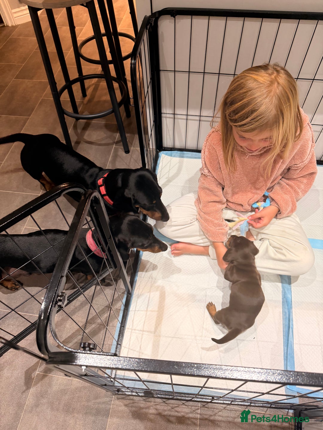 Dachshund dogs for sale: Gorgeous sausage pups for sale  - Image 16