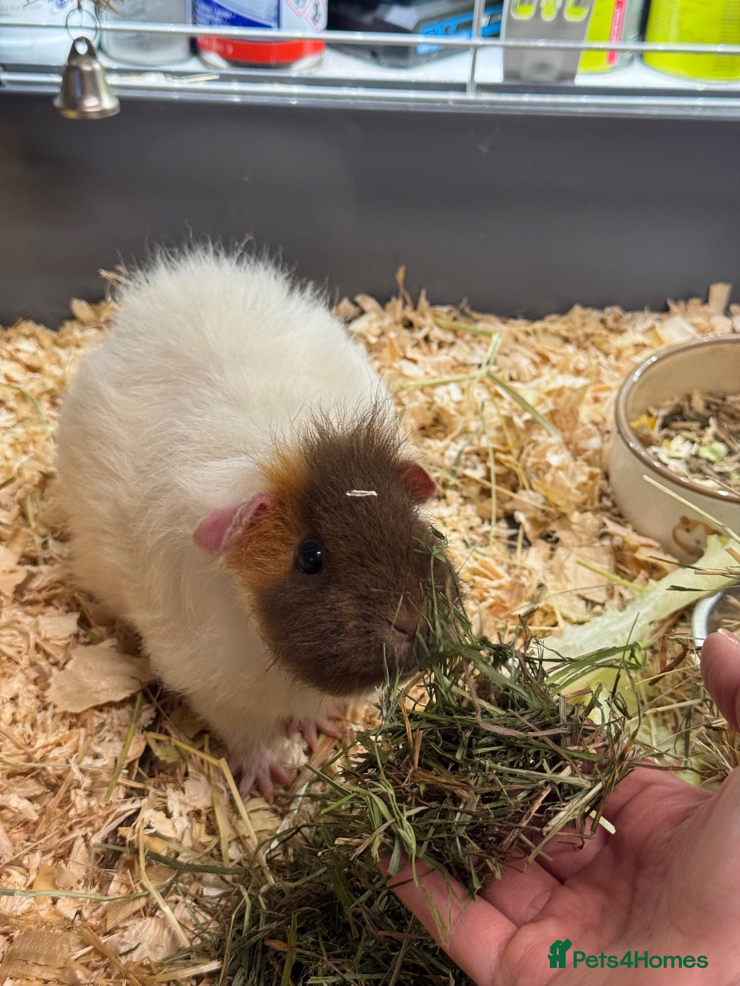 Guinea Pig rodents Remi the single sow - Advert 7