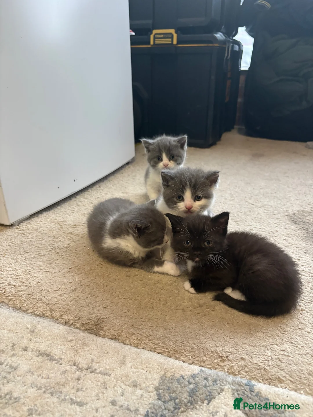 Mixed Breed cats for sale: Kitten for sale in Liverpool - Advert 3