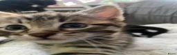 Bengal cats for sale: Baby Bengals READY NOW  - Advert 14