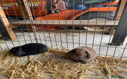 English Lop rabbits for sale: Beautiful English lop boys for sale - Image 1