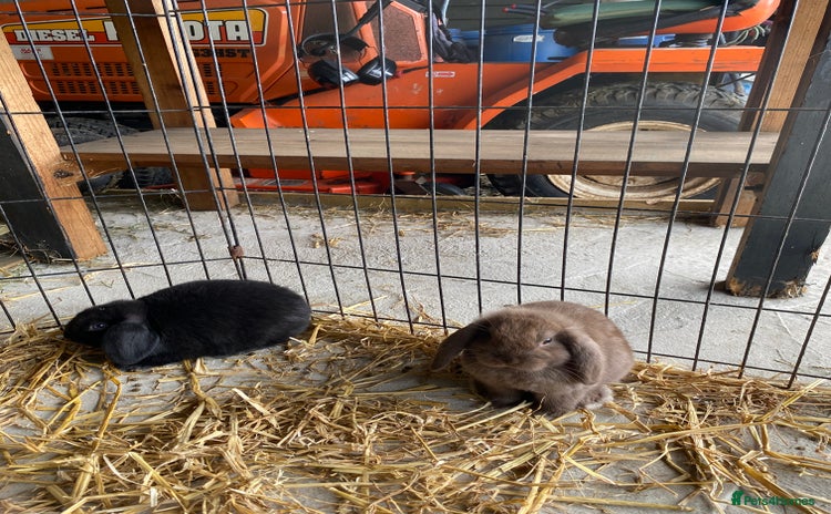 English Lop rabbits - Advert 1