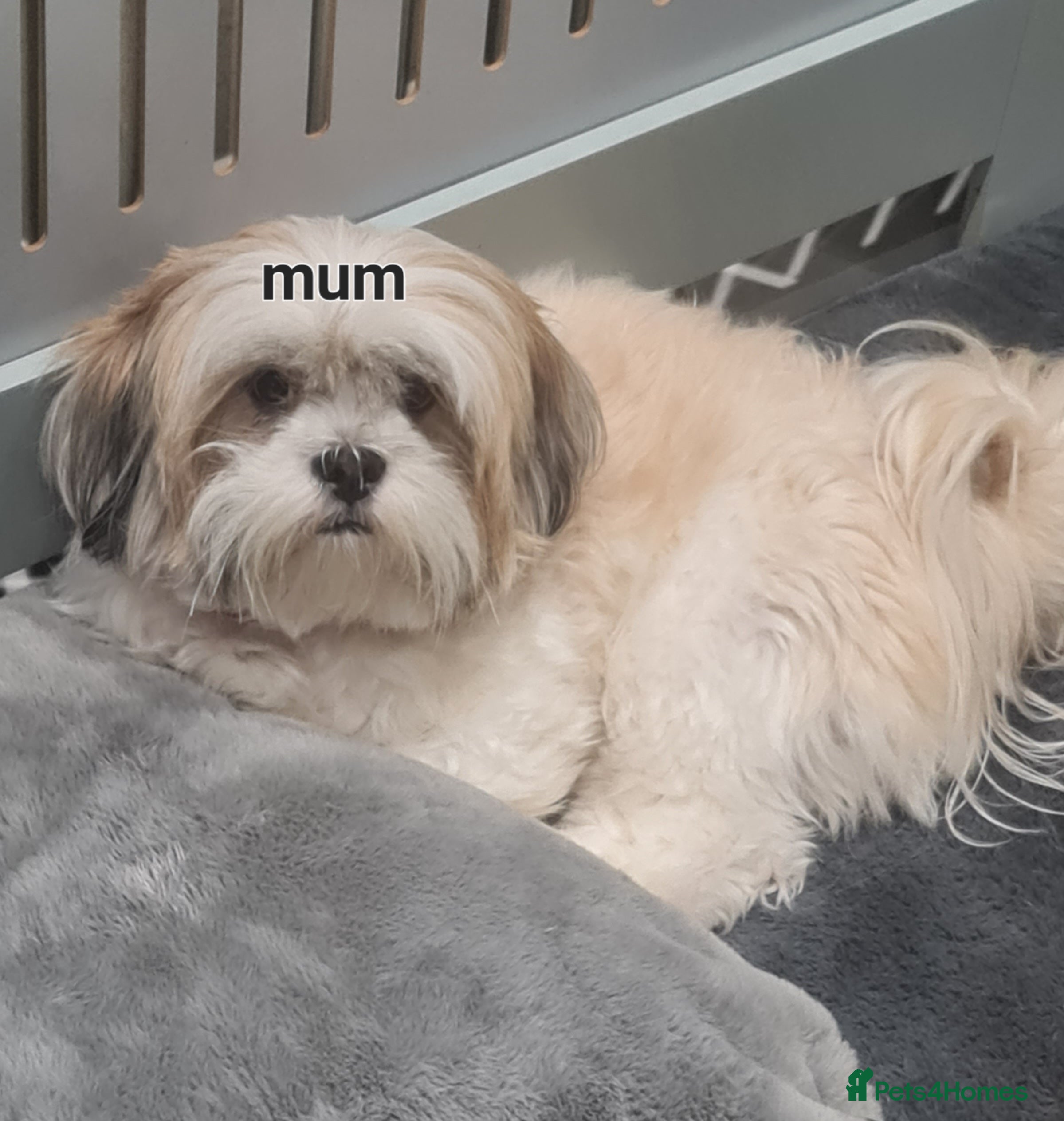 Lhasa Apso dogs Lhasa apso pups due to leave around 14th January - Advert 5