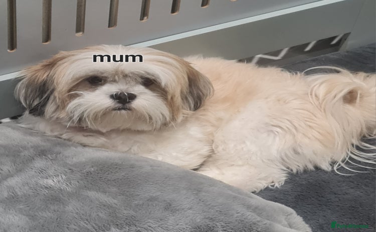 Lhasa Apso dogs - Advert 1